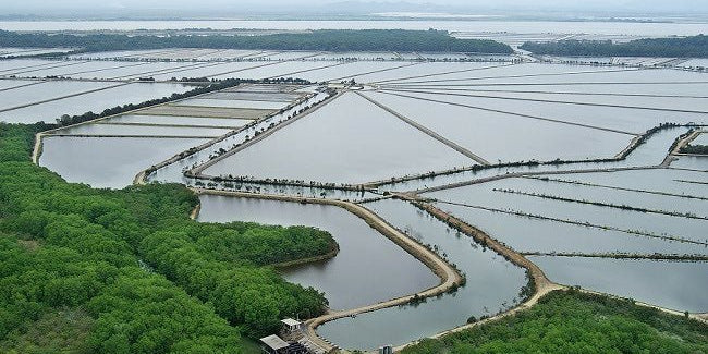Why Is Aquaculture Important? The Definitive Guide to Fish and Shrimp Farming
