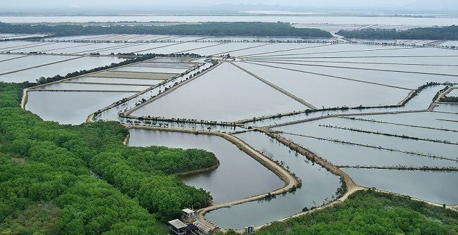 Why Is Aquaculture Important? The Definitive Guide to Fish and Shrimp Farming