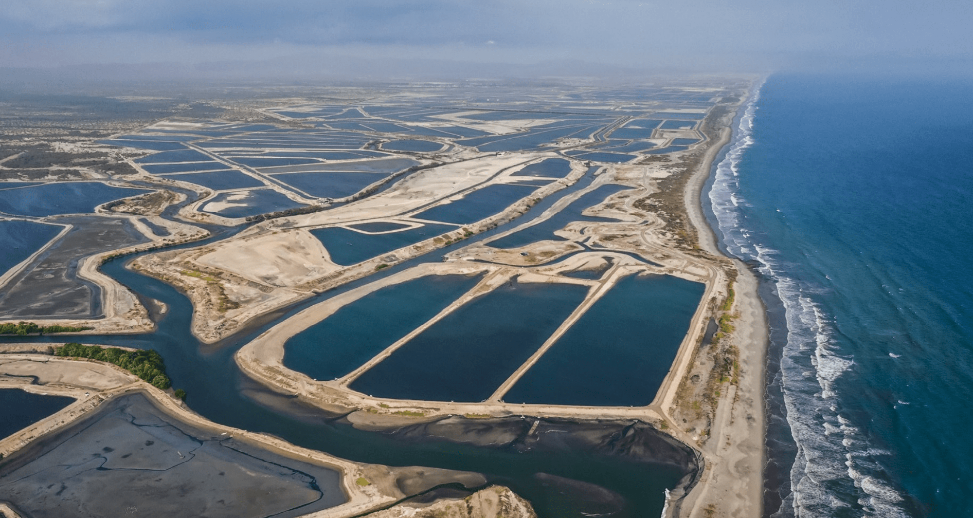 A History of Aquaculture: Ancient Origins to Modern Shrimp Farming