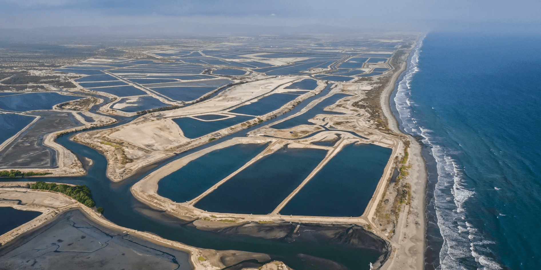 A History of Aquaculture: Ancient Origins to Modern Shrimp Farming