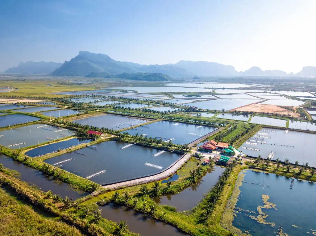 A History of Aquaculture