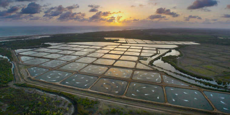 What Is Aquaculture? - Prime Shrimp