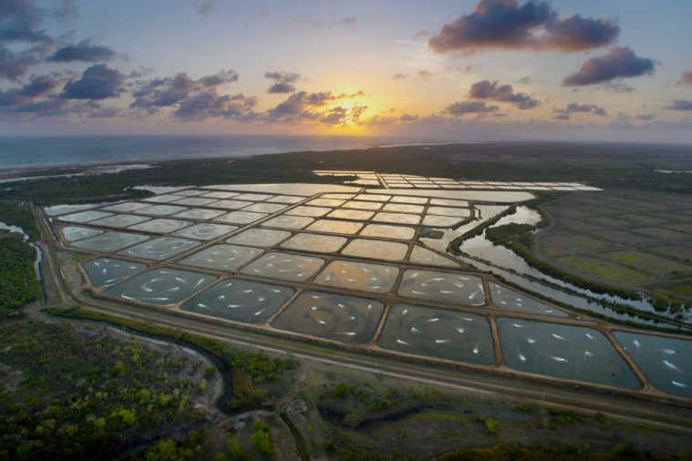 What Is Aquaculture? - Prime Shrimp